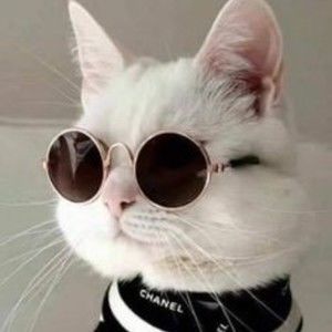 Meet your Posher, Molly